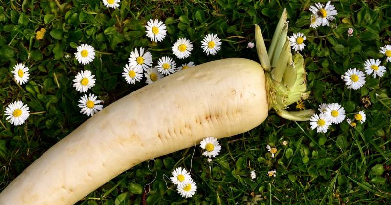 大根おろしって日持ちするの 冷蔵 冷凍 お悩み解決情報を一挙紹介 雑学屋さん